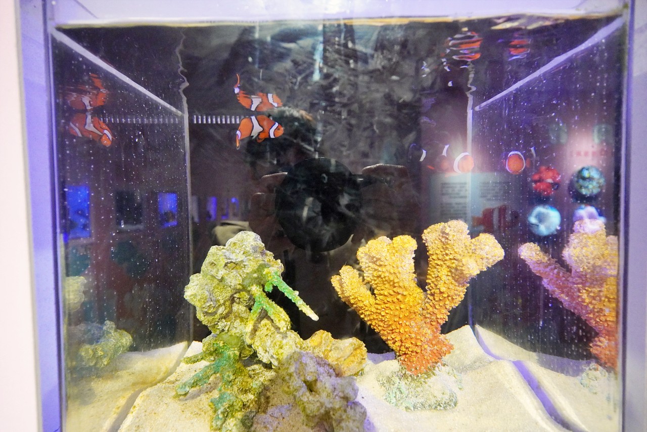 澎湖免費景點推薦「康倪海洋生技丑丑館」小丑魚的繽紛海底世界超夢幻超好拍