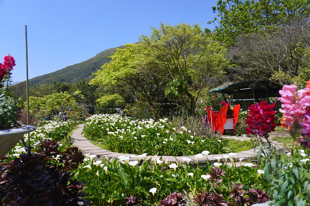 陽明山竹子湖海芋 | 苗榜海芋園 | 花季免費停車場超方便，門票折抵一大包手工小饅頭帶回家