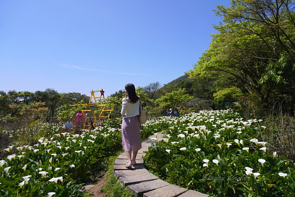 陽明山竹子湖海芋 | 苗榜海芋園 | 花季免費停車場超方便，門票折抵一大包手工小饅頭帶回家