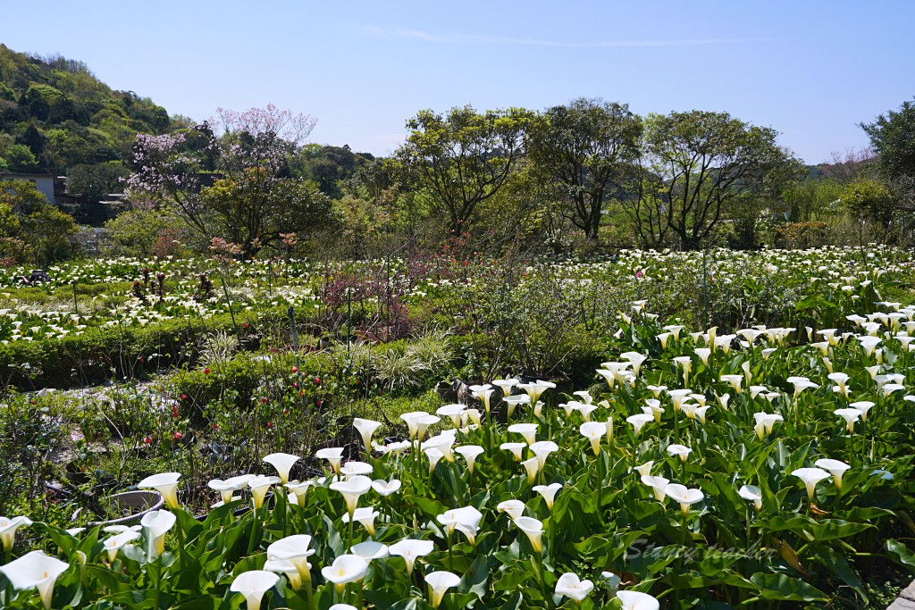 陽明山竹子湖海芋 | 苗榜海芋園 | 花季免費停車場超方便，門票折抵一大包手工小饅頭帶回家