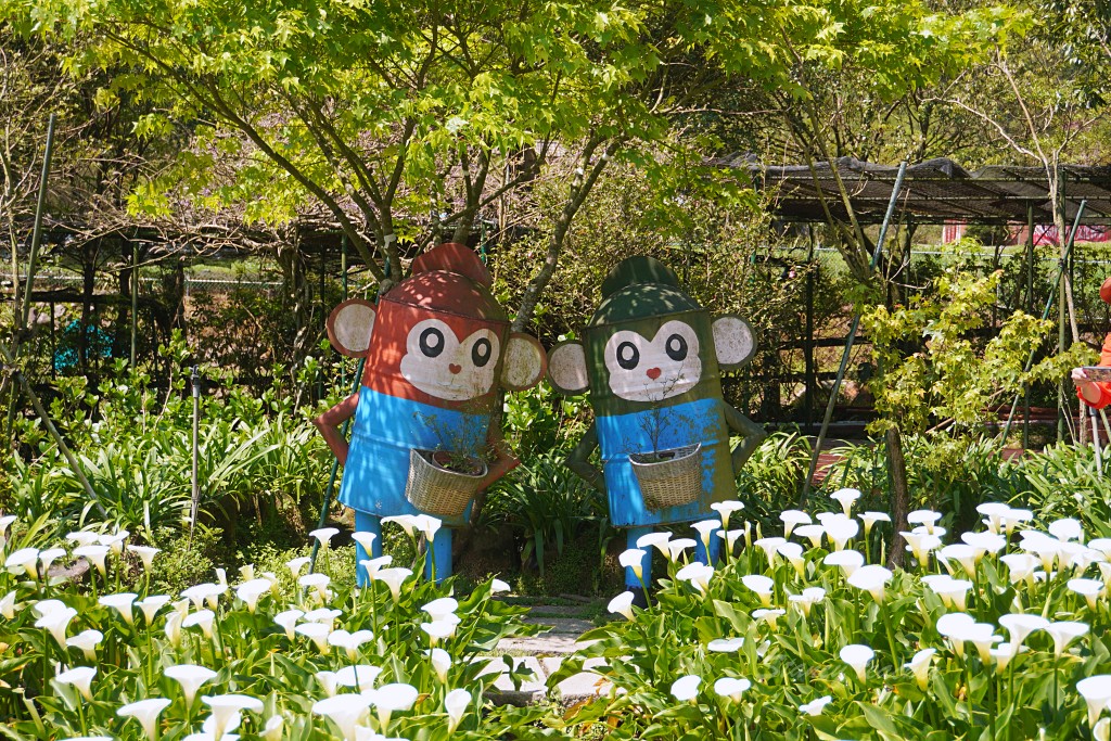 陽明山竹子湖海芋 | 苗榜海芋園 | 花季免費停車場超方便，門票折抵一大包手工小饅頭帶回家