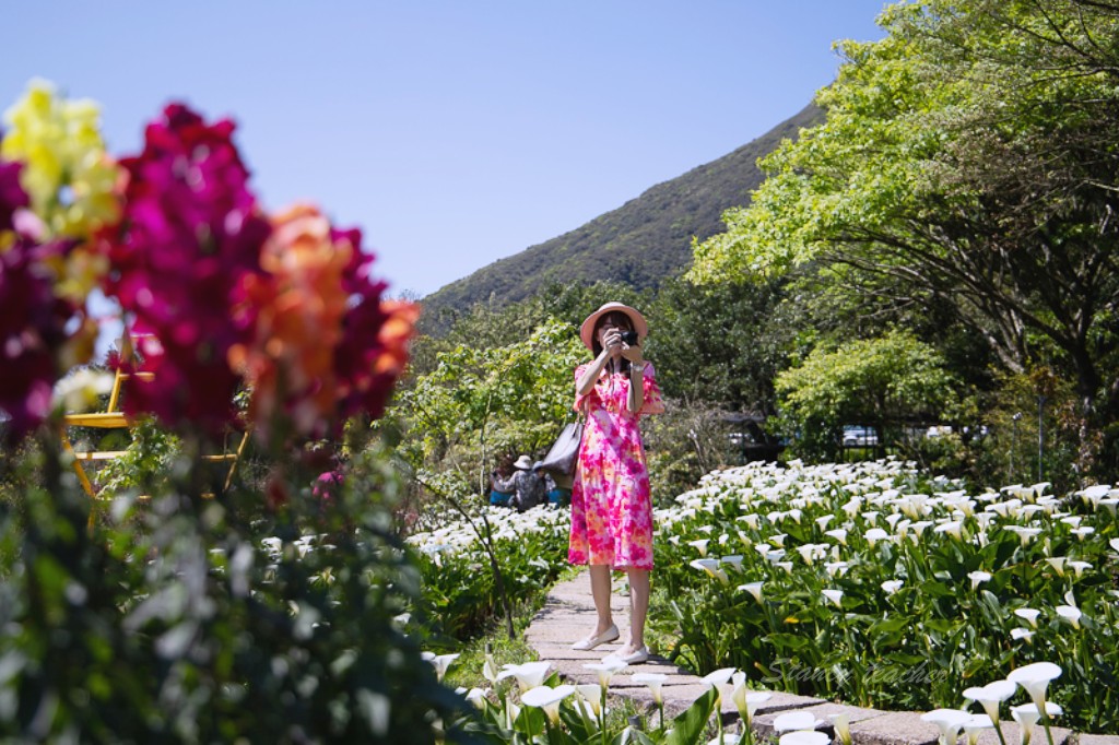 陽明山竹子湖海芋 | 苗榜海芋園 | 花季免費停車場超方便，門票折抵一大包手工小饅頭帶回家