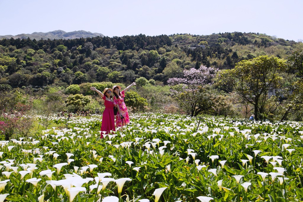 陽明山竹子湖海芋 | 苗榜海芋園 | 花季免費停車場超方便，門票折抵一大包手工小饅頭帶回家