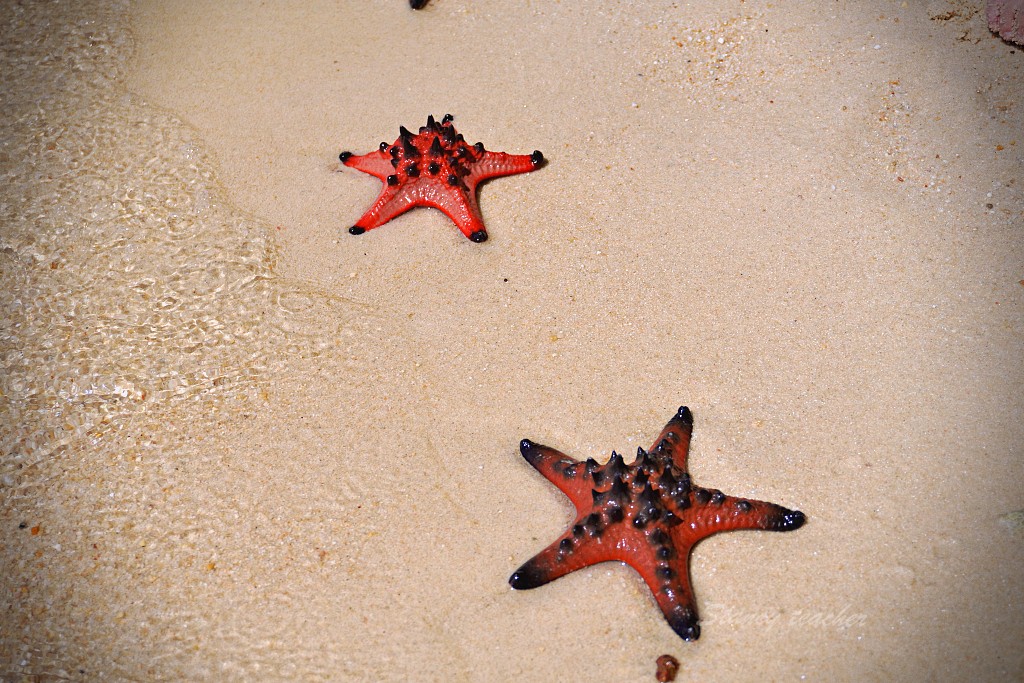 富國島景點 「海星沙灘」STARFISH BEACH 海上高腳屋享用海鮮大餐太過癮