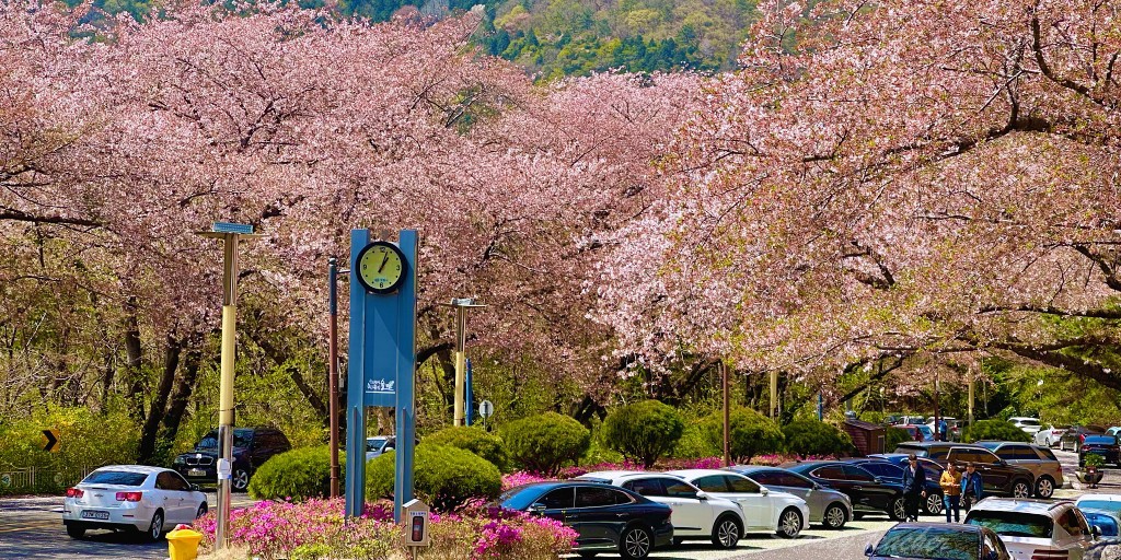 釜山賞櫻 | 長福山雕刻公園 | 親子公園設施超有趣 當地幼稚園小朋友阿珠媽都愛來