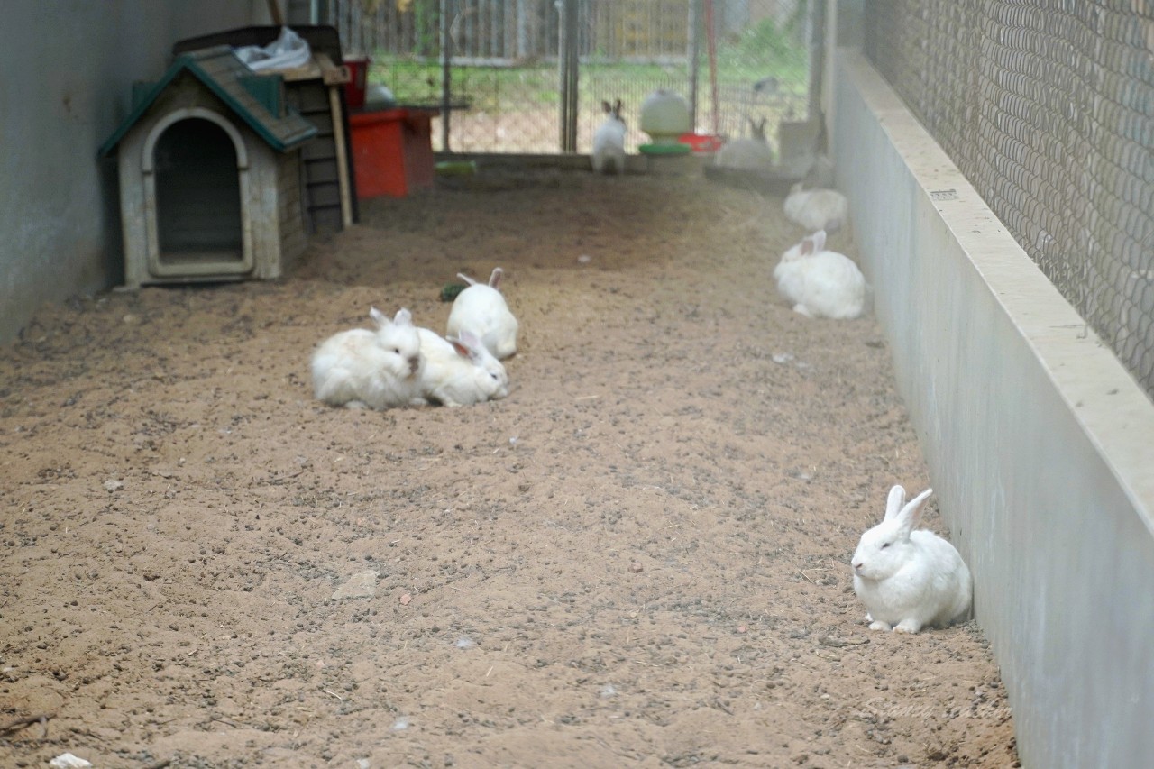 金門景點｜金門縣畜產試驗所根本就是小型動物園，青草地巨大鮮奶拍照超有趣鮮奶冰淇淋濃醇香