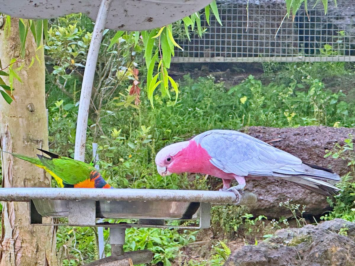 新加坡景點 「Bird Paradise 新加坡飛禽世界 」最新開幕飛禽公園更大更好玩
