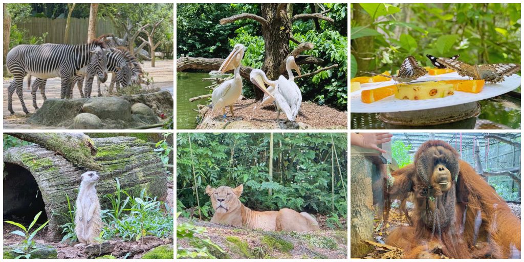 新加坡景點 新加坡動物園 萬禮野生動物保護區必玩景點 全球最佳動物園美譽逛起來超舒服 @Stancy teacher 美味異想世界