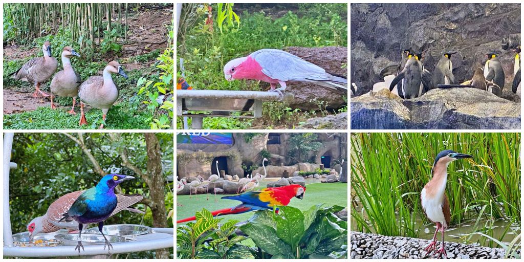 網站近期文章：新加坡景點 「Bird Paradise 新加坡飛禽世界 」最新開幕飛禽公園更大更好玩