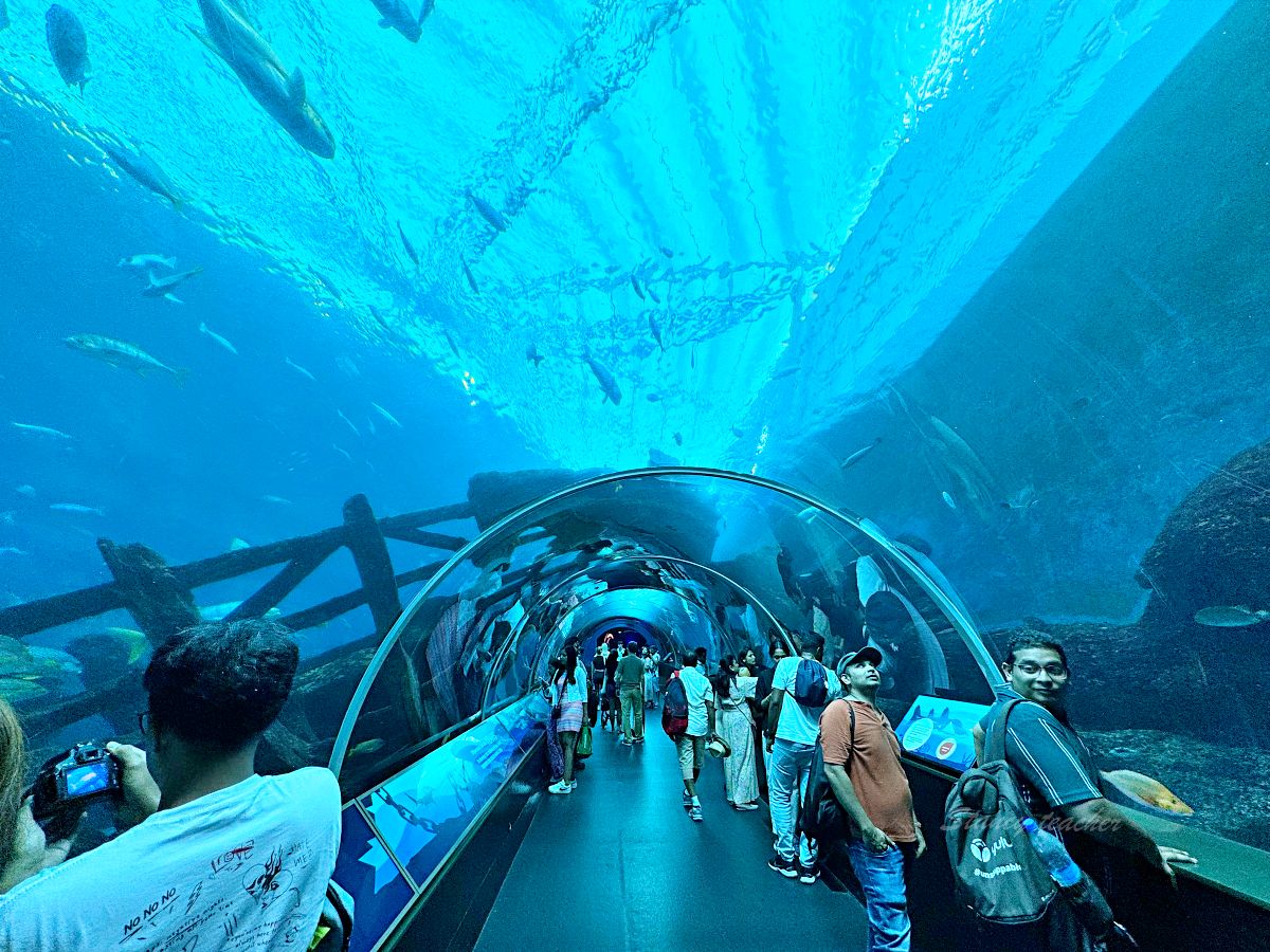 「新加坡聖淘沙海洋館」新加坡S.E.A.海洋館門票提前買便宜又方便