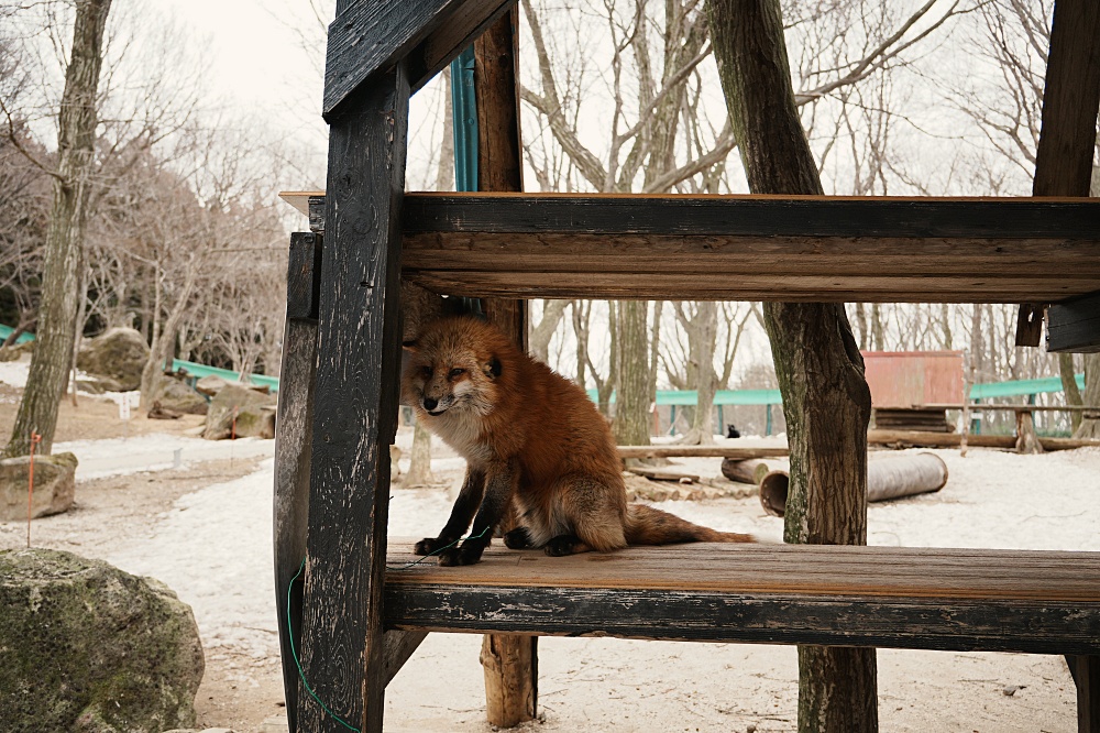 日本東北景點-宮城藏王狐狸村，幻想跟小狐狸來場浪漫邂逅，沒想到入園三分鐘我就被咬一口