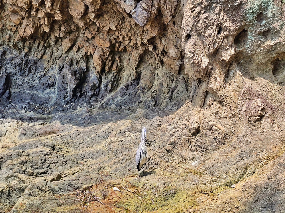 廣島自由行景點「阿伏兔觀音」佇立懸崖海角上千年絕景寺廟驚見乳房御守太新奇此生必去