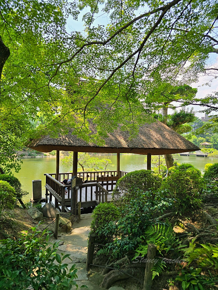 廣島自由行景點「縮景園」日本歷史公園百選隱身在市區裡面的淨土茶道大師創立茗園