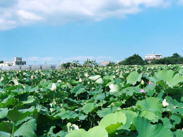 桃園觀音鄉蓮花季_180715_0043.jpg